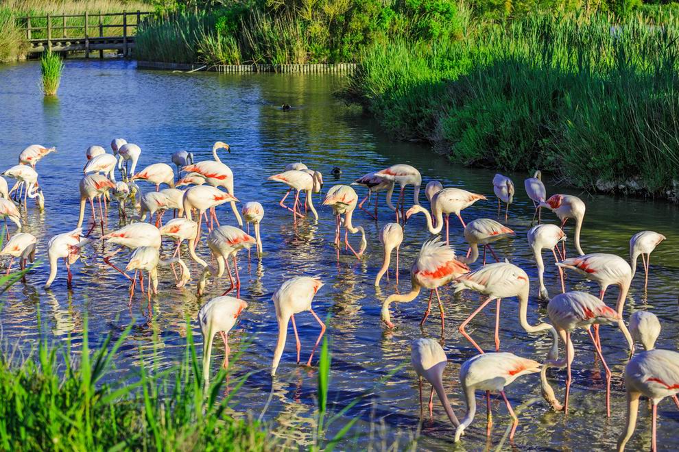 Franciaország látnivalók - Camargue